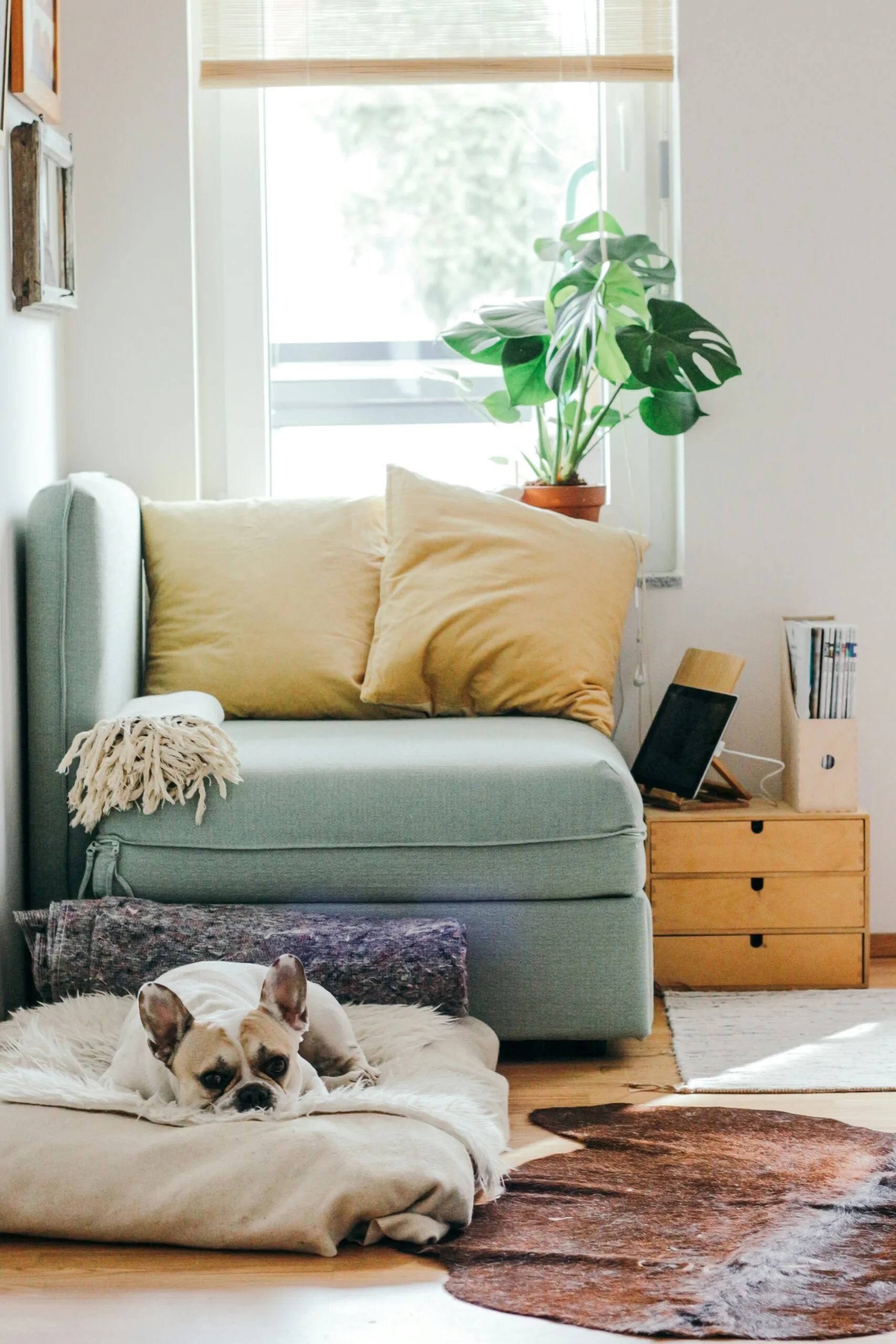 cozy living room with dog scaled